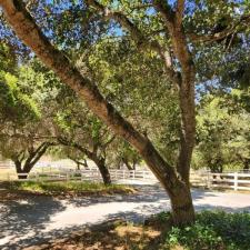 Bringing New Life to a Ranch Fence in Aromas, CA 13